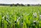 Field of young maize plants