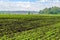 A field of young sprouts of sugar beet