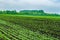 A field of young sprouts of sugar beet