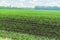 A field of young sprouts of sugar beet