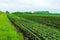 A field of young sprouts of sugar beet