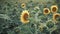 Field of Young Sunflowers