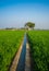 Field of young wheat, Agricultural irrigation system watering a green wheat field in India