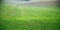 The field of young wheat. Background green grass