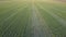 Field with young wheat crops. Rows of germinating grain.