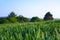 Field of young wheat growing in Cornwall