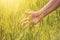 Field of young wheat or rye in the rays of sunlight, farmer`s hand with ears of cereal