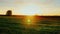 Field of young wheat at sunset. In the background there is a solitary tree and sunrise. An ideal place for agribusiness