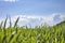 The field of young wheat under blue sky spring backdrop. Background green grass. Agriculture concept