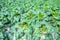 Field of young zucchini courgette plants