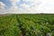 Field of young zucchini plants