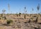 Field of Yucca alongside Highway 90 outside Marfa, Texas.