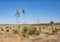 Field of Yucca alongside Highway 90 outside Marfa, Texas.