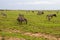 Field with zebras and blue wildebeest