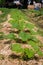 Field of zucchini ball