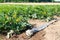 Field of zucchini courgette plants before the harvest.