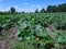 Field of zucchini plants