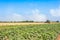 Field of zucchini and wheat field with thresher at work.