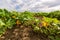 Field of zucchini with yellow flowers and small zucchini