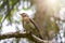 Fieldbird sits on a branch with a blurred background