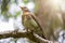 Fieldbird sits on a branch with a blurred background