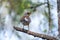 Fieldbird sits on a branch in spring with a blurred background