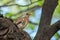 Fieldbird sits on a branch in spring with a blurred background