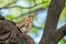 Fieldbird sits on a branch in spring with a blurred background