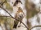 Fieldbird sits on a branch in spring with a blurred background