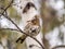 Fieldbird sits on a branch in spring with a blurred background