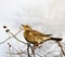 Fieldfare