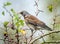 Fieldfare in Autumn looking for berries