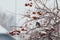 Fieldfare bird eating berries