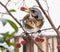 Fieldfare bird picking an apple