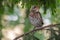 A fieldfare chick, Turdus pilaris, has left the nest and is sitting on a branch. A chick of fieldfare sitting and