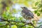 A fieldfare chick, Turdus pilaris, has left the nest and is sitting on a branch. A chick of fieldfare sitting and waiting for a