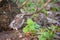 A fieldfare chick, Turdus pilaris, has left the nest and sitting on the spring lawn. A fieldfare chick sits on the ground and