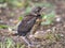 A fieldfare chick, Turdus pilaris, has left the nest and sitting on the spring lawn. A fieldfare chick sits on the ground and