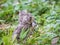 A fieldfare chick, Turdus pilaris, has left the nest and sitting on the spring lawn. A fieldfare chick sits on the ground and