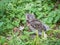 A fieldfare chick, Turdus pilaris, has left the nest and sitting on the spring lawn. A fieldfare chick sits on the ground and