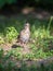 A fieldfare chick, Turdus pilaris, has left the nest and sitting on the spring lawn. A fieldfare chick sits on the ground and