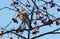 Fieldfare in crabapple tree, with snow-covered fruit