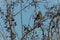 Fieldfare eating berries with a blue sky background