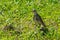 Fieldfare eating earthworms. In the grass.