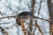 Fieldfare eating sea buckthorn on the tree in winter