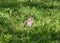 Fieldfare fledgling