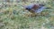 Fieldfare in Latin Turdus Pilaris a species of medium-sized migratory bird from the thrush family