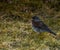 Fieldfare in Latin Turdus Pilaris a species of medium-sized migratory bird from the thrush family