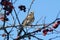 Fieldfare perching on branch of crabapple tree in bright sunlight