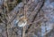 Fieldfare perching on the branch in the winter (Turdus pilaris